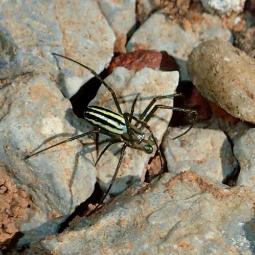 Réf. 271 747 : Nephila pilipes